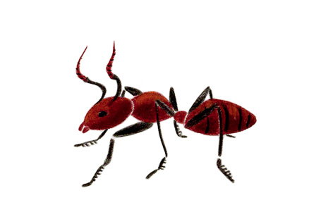 pia taccone formica